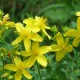 Johanniskraut Foto Naturpark Mühlviertel