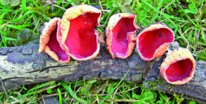 Pilze_Edelsteine_Wald_Naturpark_Muehlviertel Pilze_Edelsteine_Wald_Naturpark_Muehlviertel