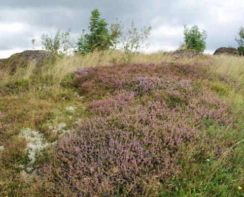 Blockheide Pammer Hoehe_Foto_copyright Barbara Derntl