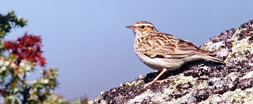 Heidelerche_Foto_copyright Norbert Pühringer