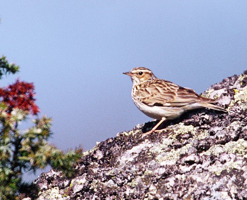 Heidelerche_Foto_copyright Norbert Pühringer