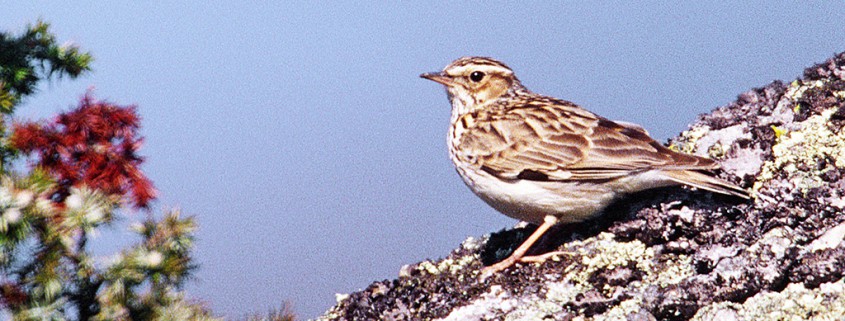 Heidelerche_Foto_copyright Norbert Pühringer