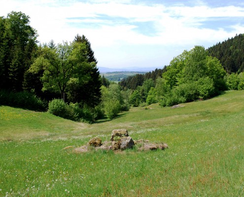 Magerwiese im Naturpark_Foto_copyright Barbara Derntl