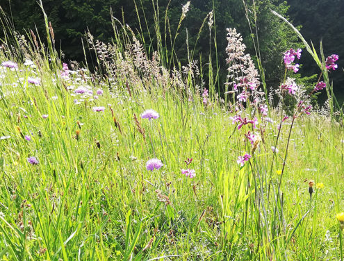 Stoakraftweg_Blumenwiese_Foto_Reiter_Michaela