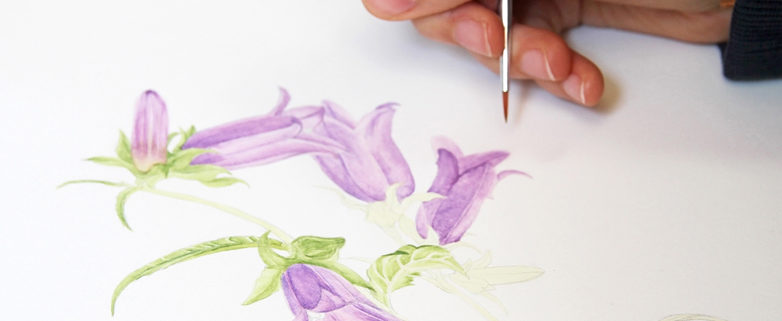 Botanische Illustration_Foto_Alois Wilfling