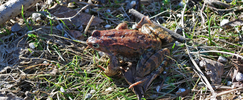 Grasfrosch_Rechberg_Foto_Barbara_Derntl