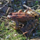 Grasfrosch_Rechberg_Foto_Barbara_Derntl