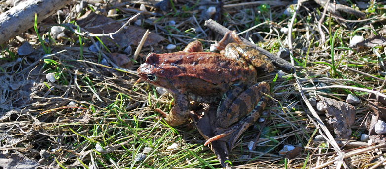 Grasfrosch_Rechberg_Foto_Barbara_Derntl