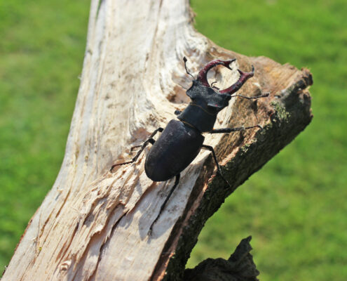 Hirschkäfer-Männchen_Foto_Thauerböck_Theresia