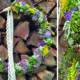 Collage_Wildkräuterhoops