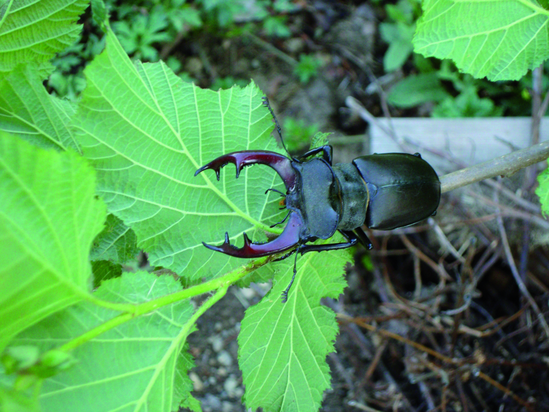 Hirschkäfer-Männchen_Foto_Gaisberger