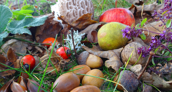 Nahrhafte_Natur_Foto_Sabine_Eilmsteiner