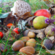 Nahrhafte_Natur_Foto_Sabine_Eilmsteiner