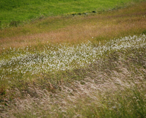 Feuchtwiese_Naturpark_Mühlviertel_Foto_Barbara_Derntl