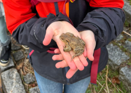 Kinder_Amphibienschutzzaun_Rechberg_Foto_Stiftner_web