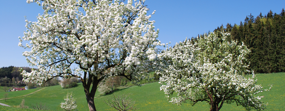 Obstbaumblüte_Foto_Barbara_Derntl