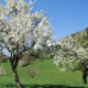 Obstbaumblüte_Foto_Barbara_Derntl