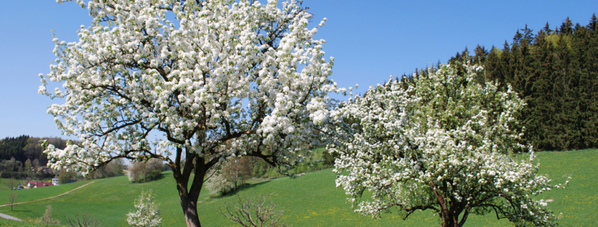 Obstbaumblüte_Foto_Barbara_Derntl